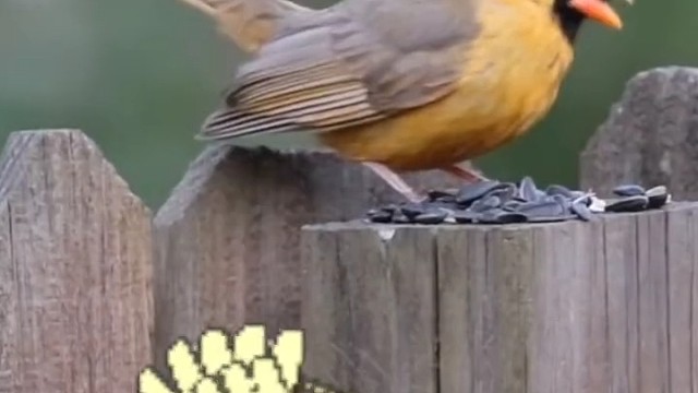 现实版愤怒的小鸟，神奇的宝贝在这里，准备好掏出精灵球了吗？