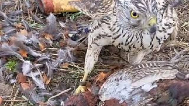 野生动物零距离~