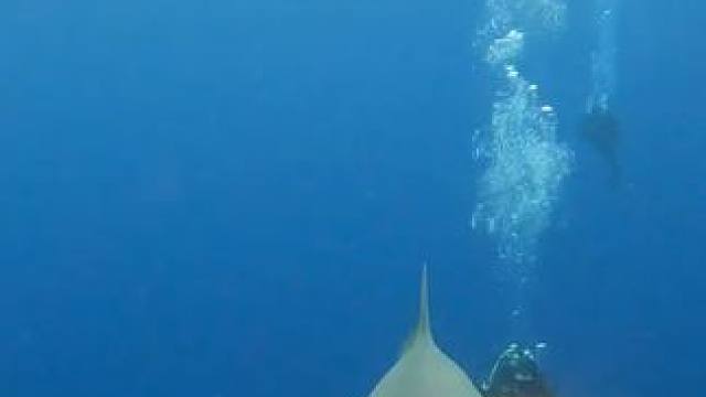 野生动物零距离~