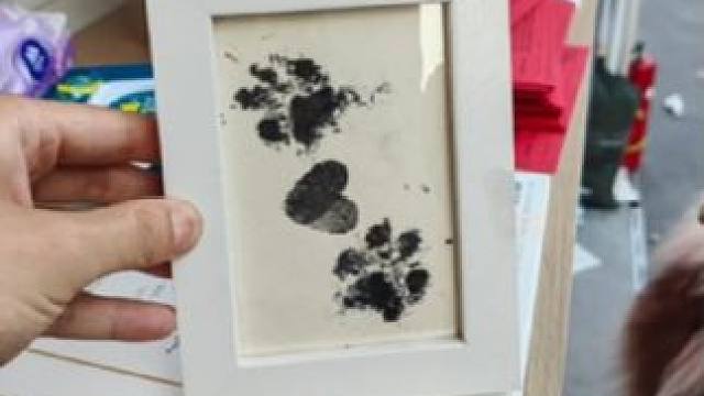 给毛孩子制作个爪印相框吧～怎么说它也是家里的一份子呀！#手工diy #猫狗 #手印画 #萌宠好物 #