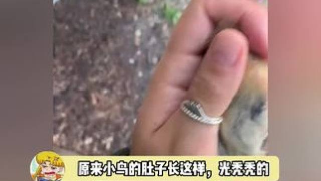 啊？怪不得一毛不拔，原来没有毛啊