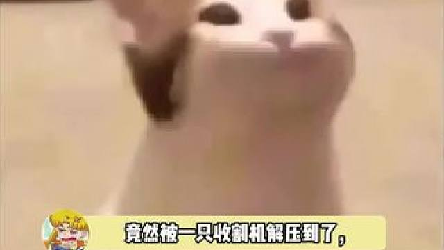 很想艾特十个勤天来看，还有没有更多这种解压的推荐啊