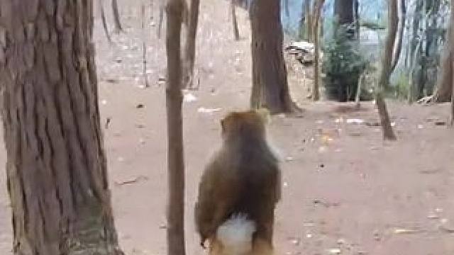 这弄的啥事#看一遍笑一遍