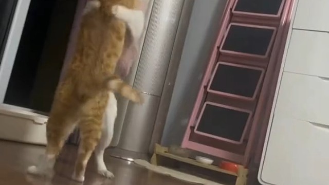 猫狗交际舞