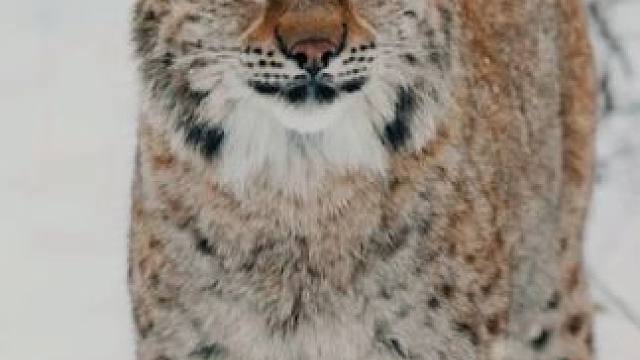 野生动物零距离~