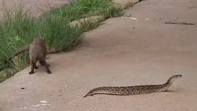 野生动物零距离~