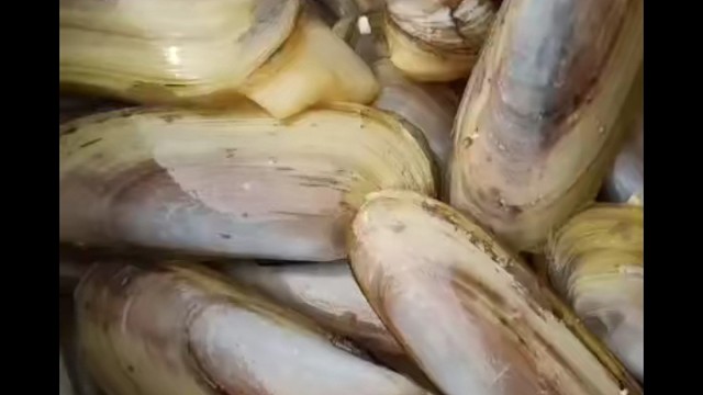 刚捕捉上来的蛏王