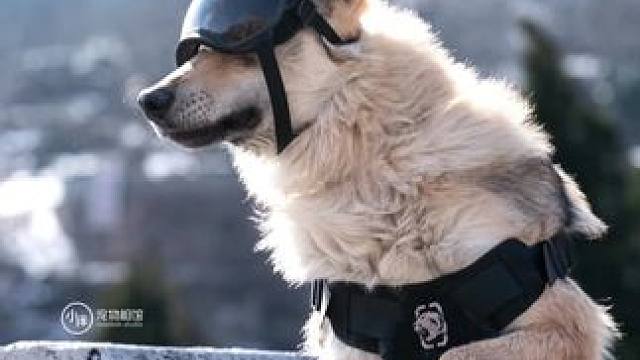 #雪地狗狗 #带着狗狗去旅行 #狗狗拍照比我会摆姿势 #杜宾 #捷克狼 妈妈 狗生是旷野