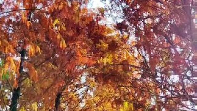 厦门园博园落羽杉迎来了最佳观赏期#落羽杉