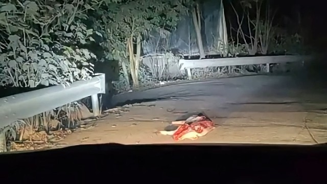 第一次见半片儿猪居然是带猪头的