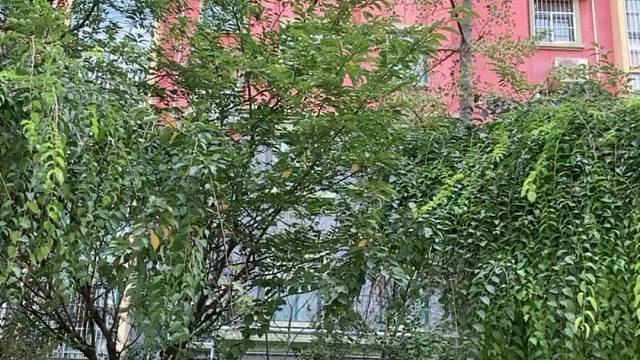 来自幼儿舞蹈老师