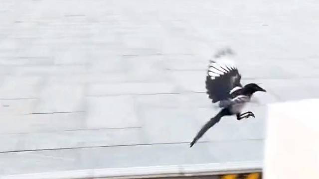 喜鹊压头：压喜了累找个窝