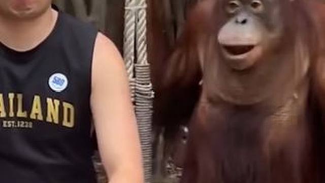 小动物们能有多治愈~