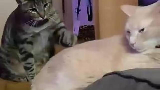 #帮忙看一下这猫正经不 #猫的迷惑行为 #猫的反应速度是猫的7倍