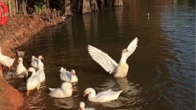 园博苑落羽杉红了，大白鹅肥了，让我垂涎欲滴。
#落羽杉 #治愈系风景 #我的摄影日记