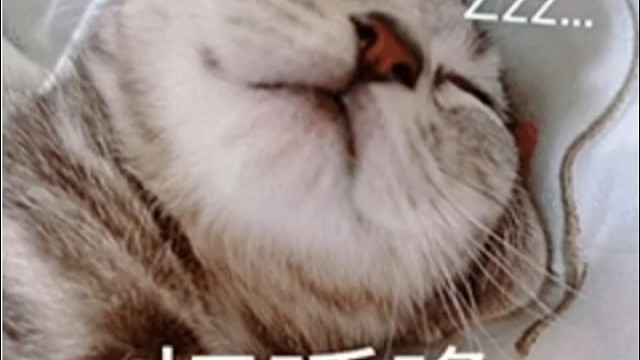 我家咪咪是呼噜大王