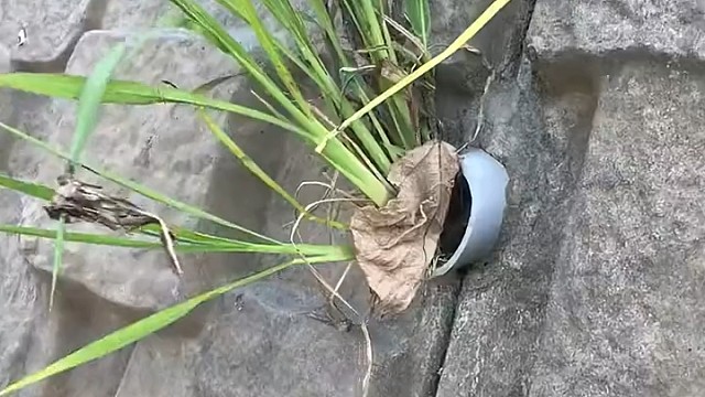 以为仅仅一棵草，拔出来惊呆了