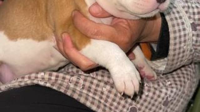 你的爱犬做疫苗了嘛 宠物疫苗及时打 防范未然你我它#斯塔福 #杜宾 #萌宠 #宠物疫苗 #宠物知识