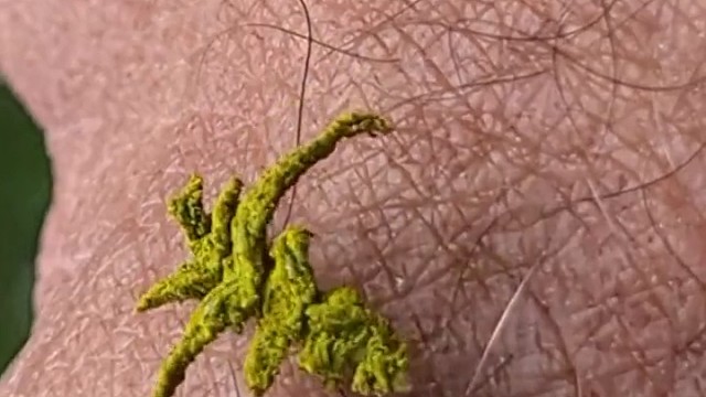 这团会跳舞的"苔藓"，是翠尺蛾的幼体，它以后会变成蝴蝶吗？