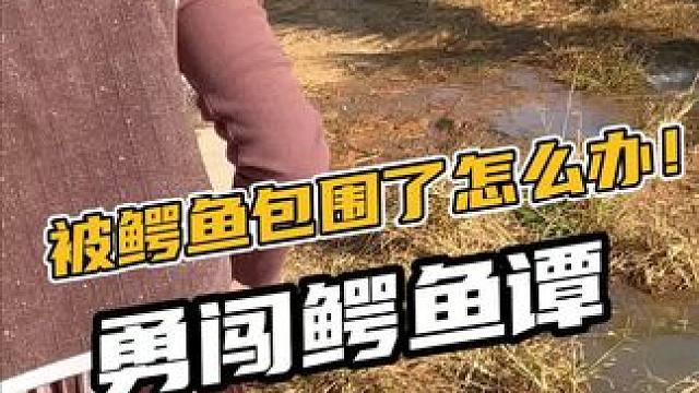 被鳄鱼包围了怎么办？那就冲出去！ #热点60秒