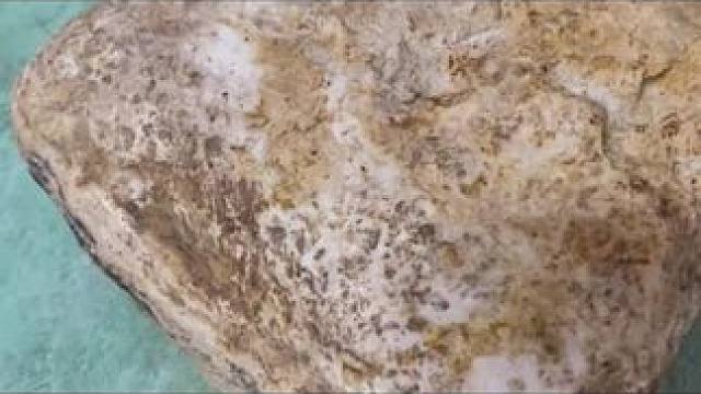 我发布了一个新视频，快来围观吧！