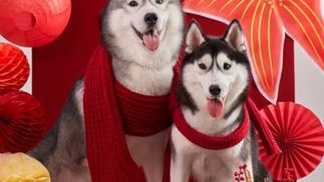 哈士奇永远不会让人失望 比如来影棚拍照留下点体内黄金，创飞摄影师的相机和电脑，以及十头驴都拉不住的倔