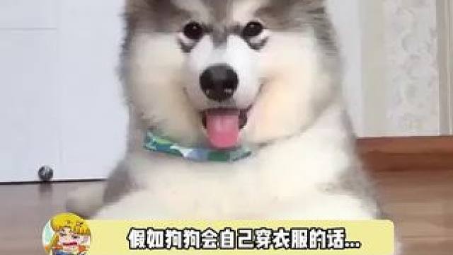 假如狗狗会自己穿衣服的话...你最喜欢哪种风格？