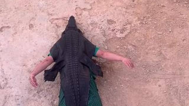 假鳄鱼日常大鹏展翅