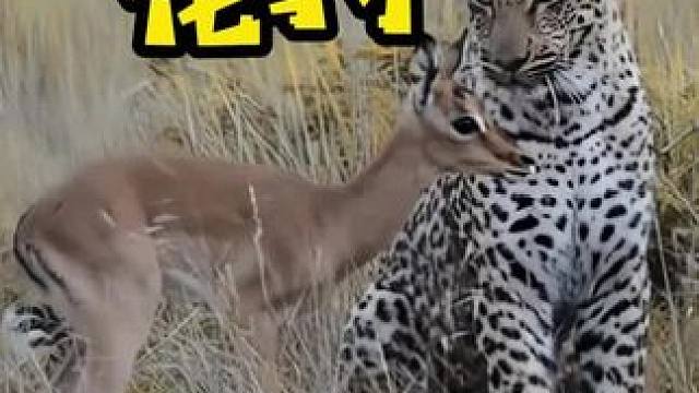 花豹用小羚羊当诱饵，结果让它失望了#动物的迷惑行为 #野生动物零距离