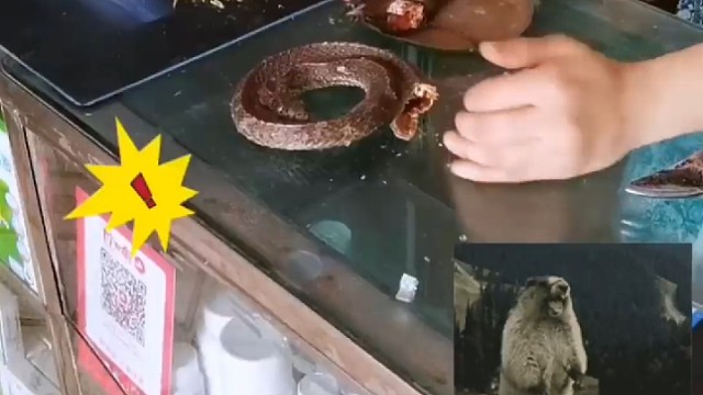抓药居然是蛇!