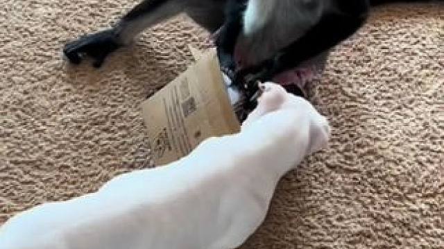 动物的迷惑行为~