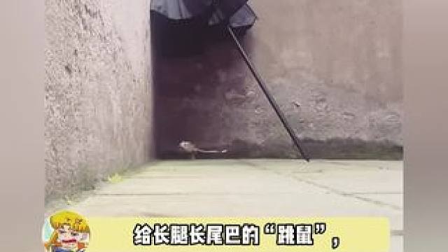 动画片诚不欺我，就想问跳鼠膝盖不会疼吗？