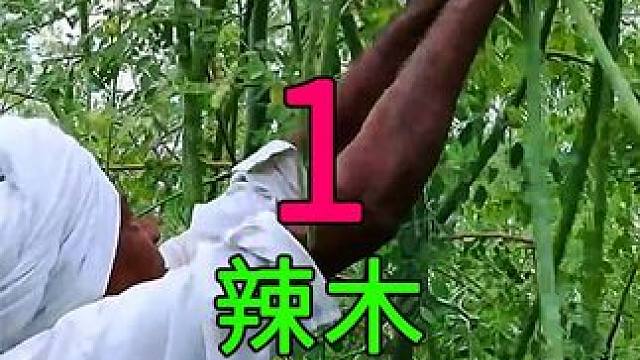 <第1/2集>印度“鸡腿”，辣木的种植与收获#纪录片充电计划 