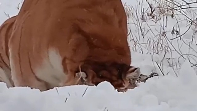 老虎:是不是本地我尝一下就知道了