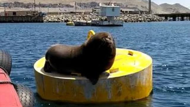 野生动物零距离~