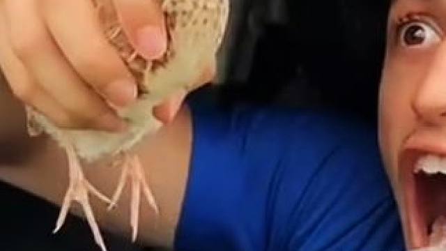 用小鸟测试车窗性能，结局真是让人意外！ #搞笑老外 #国外搞笑 #歪果仁 #外国人真会玩