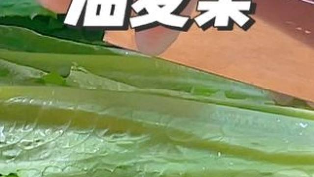 今天分享个油麦菜非常好吃的做法，清脆爽口全家人都爱吃