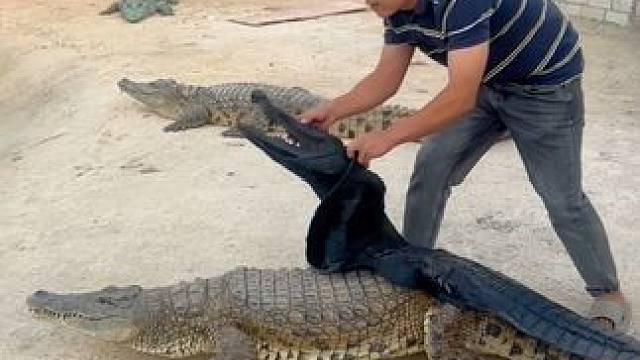 给鳄鱼穿个貂#专业动作请勿模仿