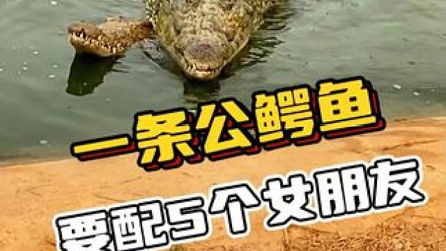 惊讶！一条公鳄鱼要配5个女朋友#鳄鱼 #鳄珍 #鳄鱼与牙签鸟皮带