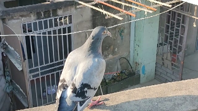 前两天捡到一只迷路的鸽子，来我家之后就不走了