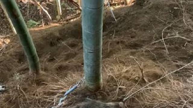 爱护大自然爱护动物~