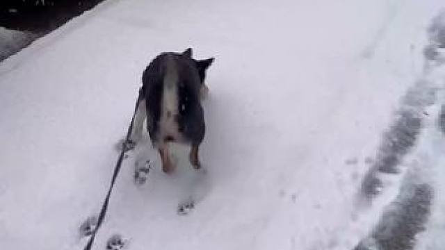 第一次看见雪的小狗砸 想看看大家的狗砸#狗狗玩雪 #雪地里撒欢