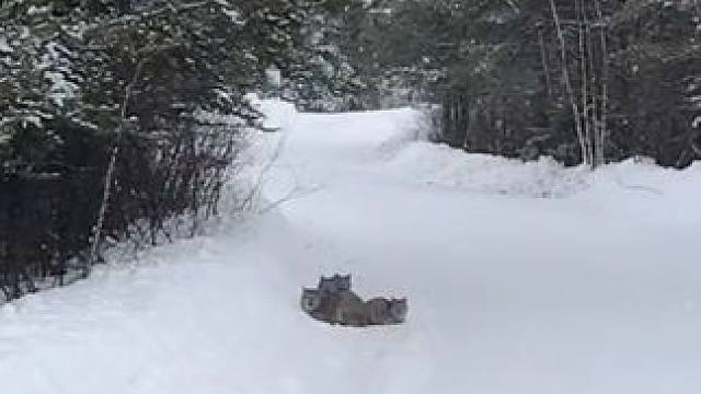 野生动物零距离~