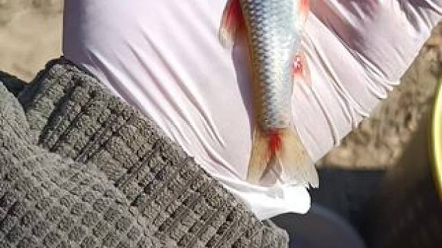 红色鱼鳍的#日常钓一钓 #冬钓鲫鱼 #钓鱼的乐趣只有钓鱼人懂 #大板鲫 #祝大家年年有鱼