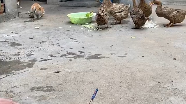 狗跑的最快[嘻嘻]