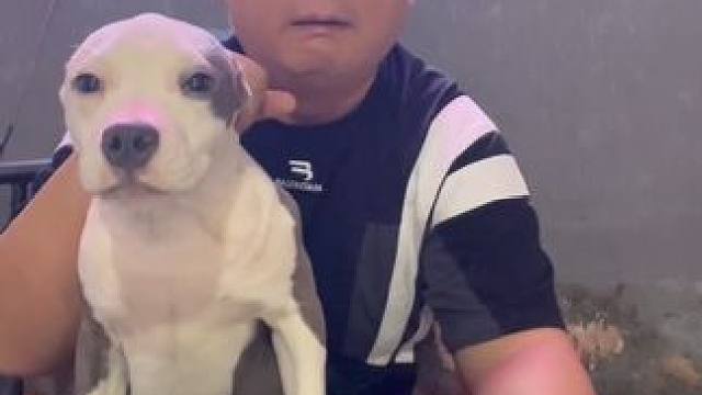 我们自己的斯塔福到底好不好 无论你的斯塔福是什么样的 什么血系 既然我们选择了 就请善待他#斯塔福 