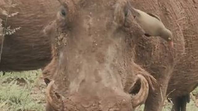 野生动物零距离~