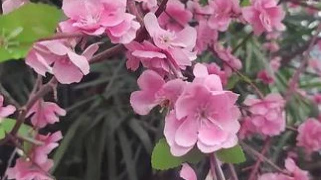 #总有一朵花属于你的春天