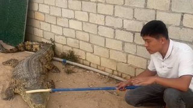 简单给大家科普一下鳄鱼#专业动作请勿模仿