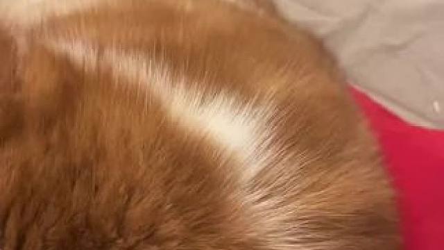 小猫小狗是自己选的家人#猫咪 #狗狗 #小狗日记